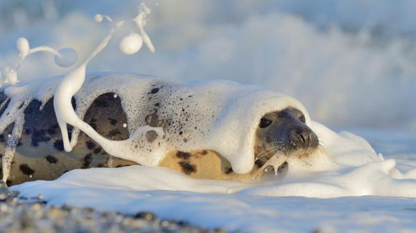 Free seal on water foam hd animals wallpaper download