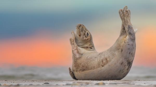 Free seal with shallow background hd animals wallpaper download