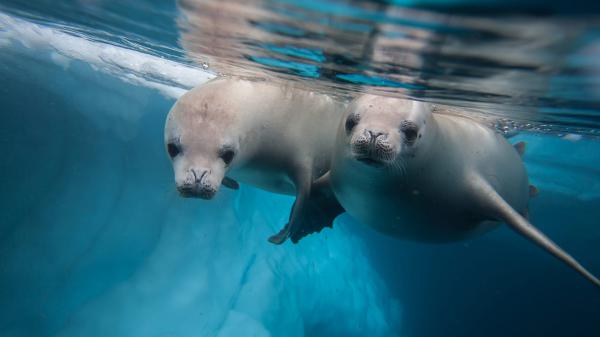 Free seals are in body of water hd animals wallpaper download