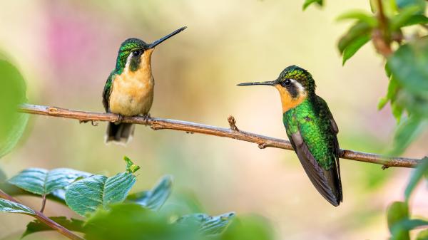 Free sharp nose green yellow hummingbirds are sitting on stalk in blur background 4k hd birds wallpaper download