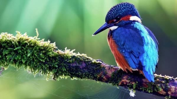 Free sharp nose orange and blue kingfisher bird perching on tree branch in green background 4k hd animals wallpaper download