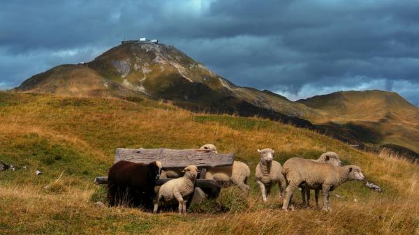 Free sheep on mountain with background of mountain and cloudy sky hd animals wallpaper download