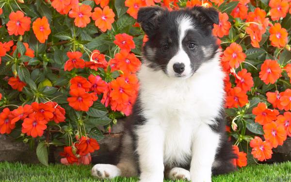 Free shetland sheepdog puppy wallpaper download