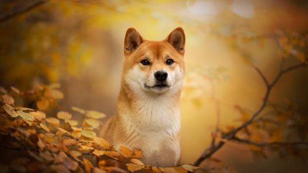 Free shiba pet dog hd animals wallpaper download