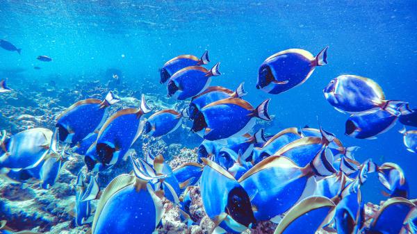 Free shoal of blue fish underwater hd animals wallpaper download