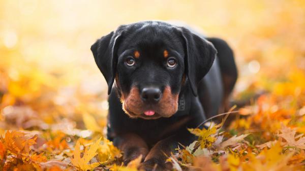 Free short coated black rottweiler hd wallpaper download