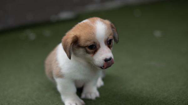 Free short coated white and beige puppy on the green grass in blur background hd animals wallpaper download