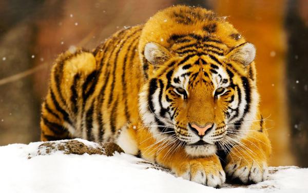 Free siberian snow tiger wallpaper download