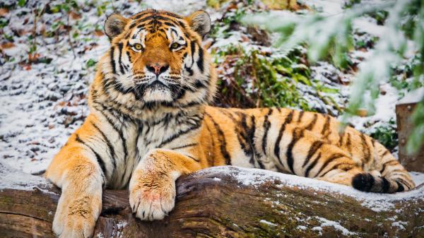 Free siberian tiger 4k 5k wallpaper download