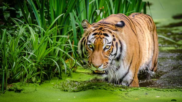 Free siberian tiger 4k wallpaper download