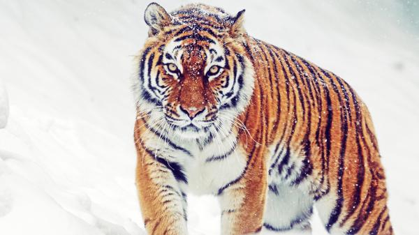 Free siberian tiger 5k wallpaper download