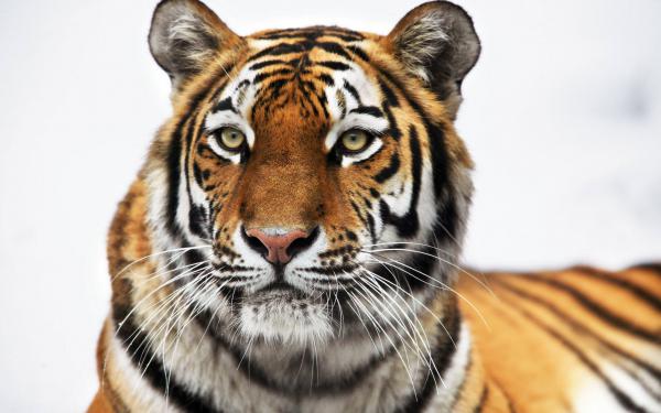 Free siberian tiger wallpaper download