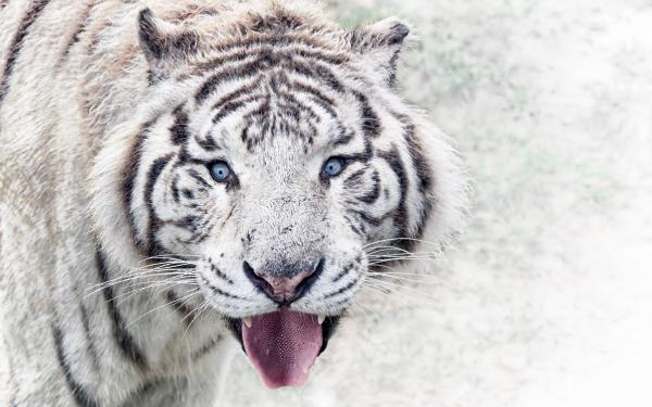 Free siberian white tiger 4k wallpaper download