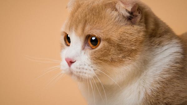 Free side face of white brown yellow black eyes cat hd cat wallpaper download