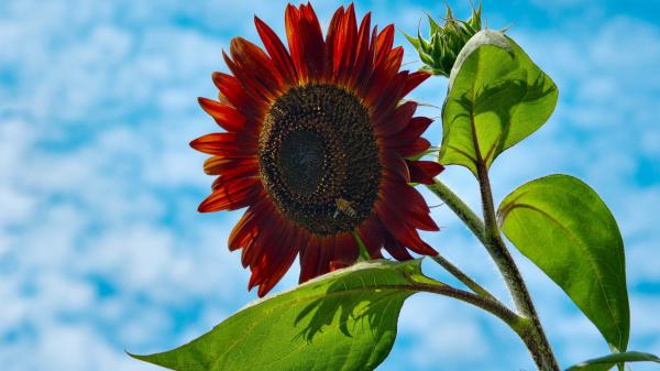 Free single red sunflower with blue and cloudy sky hd flowers wallpaper download