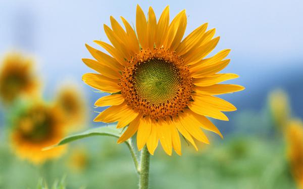 Free single sun flower wallpaper download