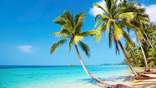 free slanting palm tree on beach 4k hd beach wallpaper download