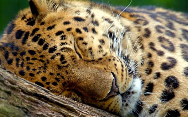 Free sleeping leopard wallpaper download