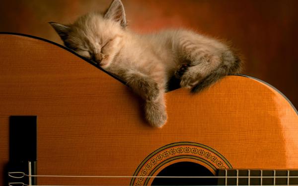 Free sleeping soundly wallpaper download