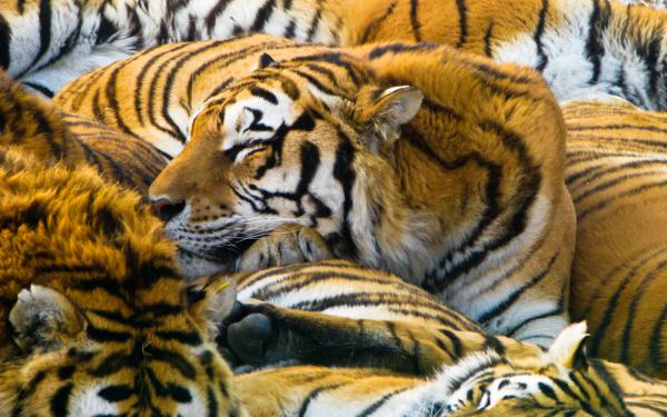 Free sleeping tigers wallpaper download