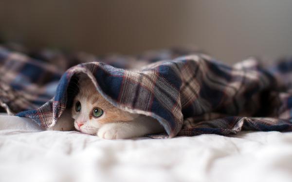 Free sleepy kitten wallpaper download