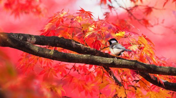 Free small bird is perching on tree branch with colorful leaves nearby hd animals wallpaper download