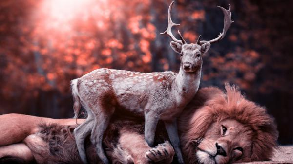 Free small deer is standing with lion 4k 5k hd deer wallpaper download