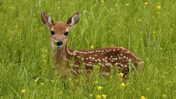 Free small deer with dots is standing around green plants hd deer wallpaper download