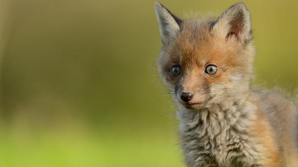 Free small fox hd animals wallpaper download