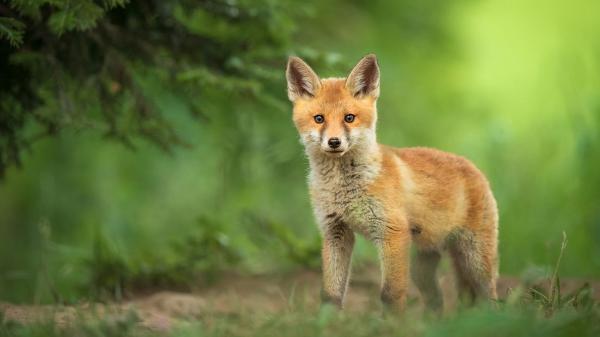 Free small fox with shallow background of green plants hd animals wallpaper download