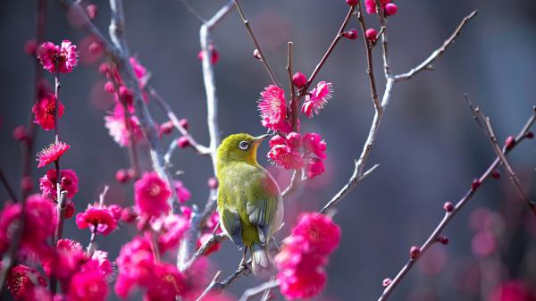 Free small japanese white eye green bird is sitting on pink flower tree branch hd animals wallpaper download