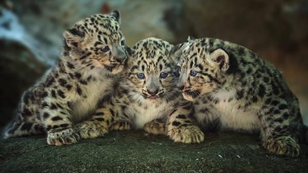 Free small leopards with gray eyes hd animals wallpaper download