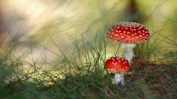 Free small mushrooms wallpaper download