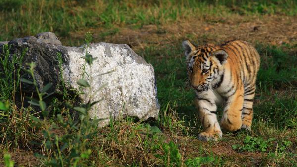 Free small tiger is walking near stone 4k hd animals wallpaper download