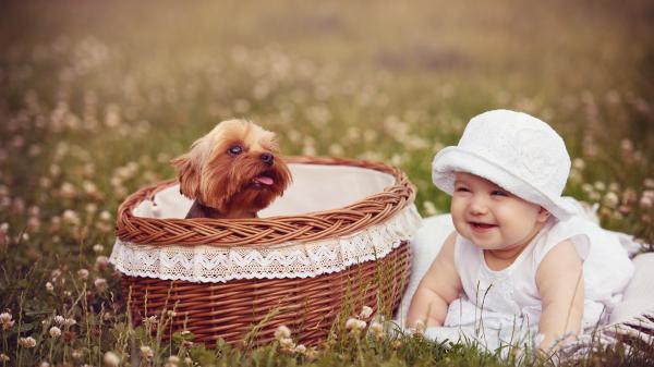 Free smiley cute baby girl on green grass with flowers near brown dog inside bamboo basket wearing white dress and hat in blur background hd cute wallpaper download