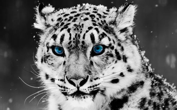 Free snow blue eye leopard wallpaper download