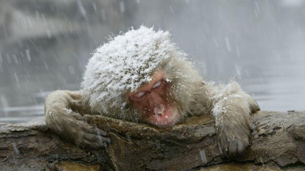 Free snow covered primate japanese macaque monkey hd animals wallpaper download