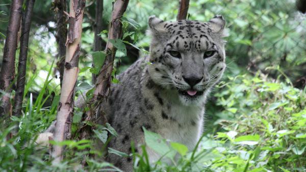 Free snow leopard 4k hd animals wallpaper download