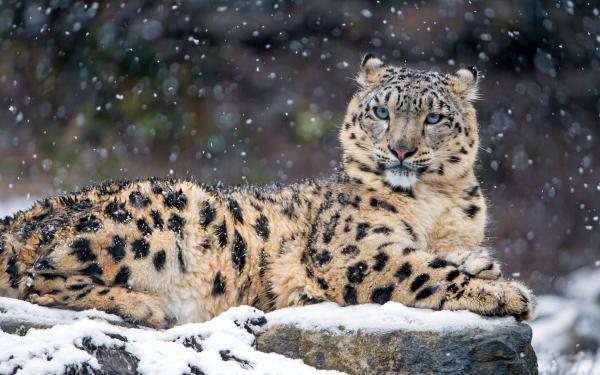 Free snow leopard 4k wallpaper download