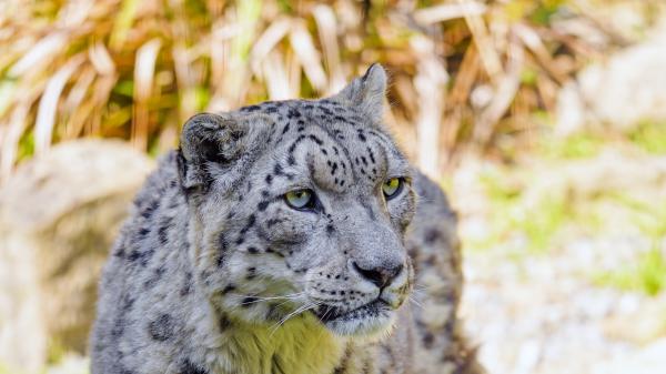 Free snow leopard big cat predator closeup photo in a blur background 4k hd animals wallpaper download