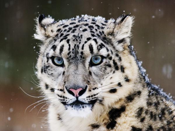 Free snow leopard wallpaper download