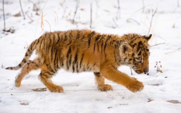 Free snow tiger cub wallpaper download