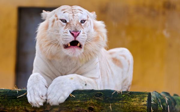 Free snow white tiger wallpaper download