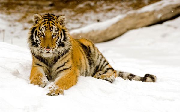 Free snowy afternoon tiger 2 wallpaper download