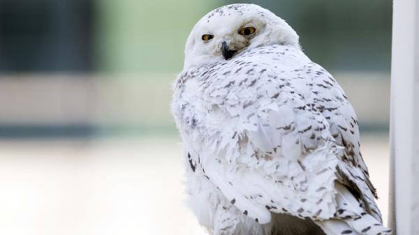 Free snowy owl hd animals wallpaper download