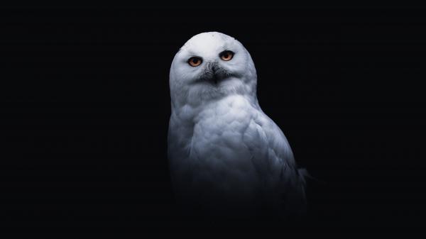 Free snowy owl with black background 4k 5k hd wallpaper download