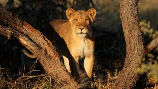 Free solo fearless lion standing in forest near dry tree branch4k hd lion wallpaper download