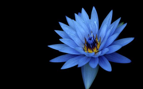 Free sony xperia z stock blue flower wallpaper download