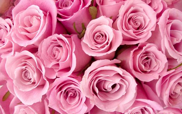 Free special pink roses wallpaper download