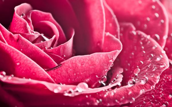 Free special rose wallpaper download